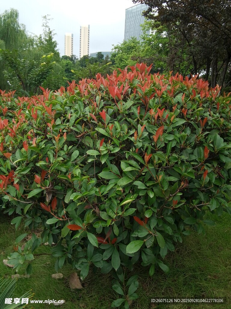 鮮艷花叢點(diǎn)綴綠意空間
