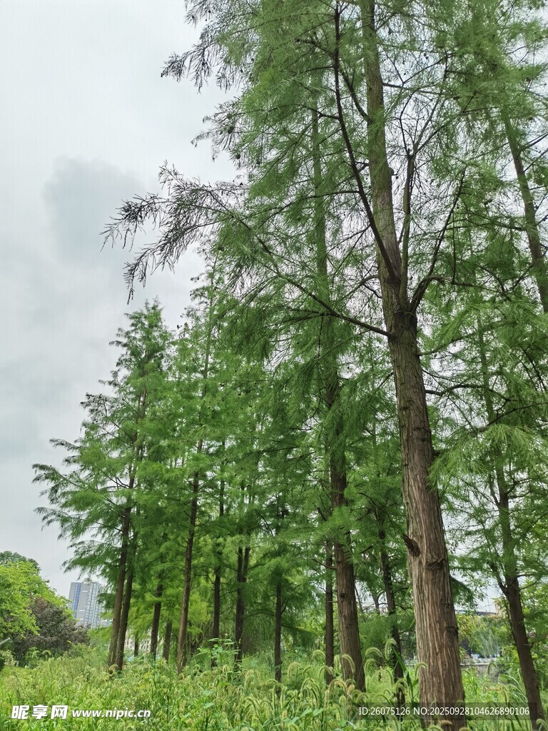 茂密樹(shù)林中的挺拔樹(shù)木