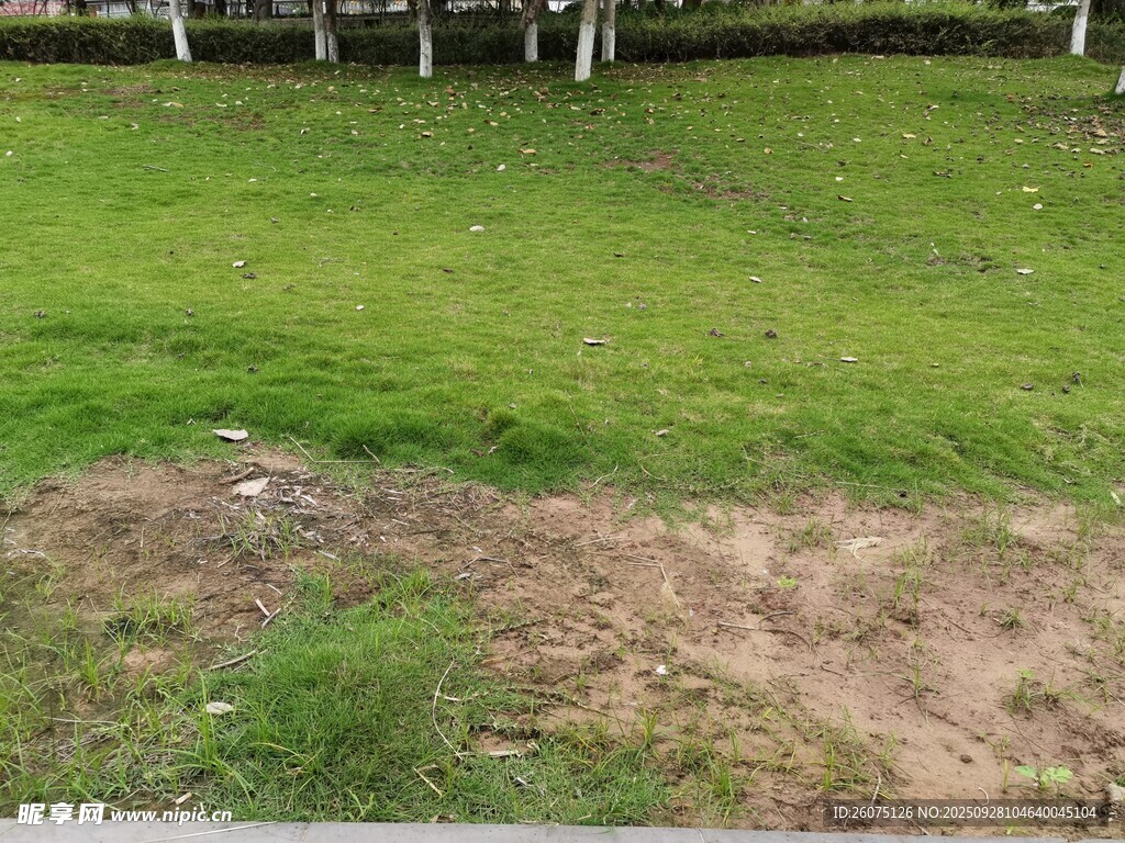 戶外草地局部景象