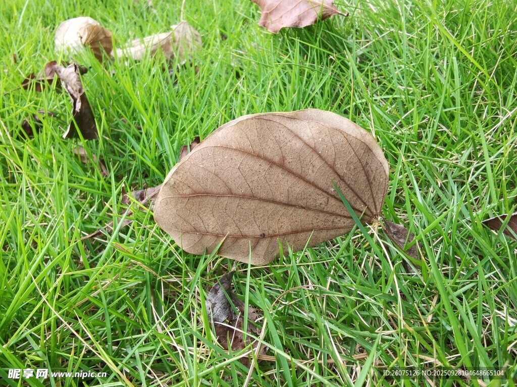 草地上的棕色落葉