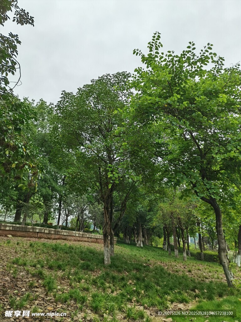 綠意盎然的樹林景觀