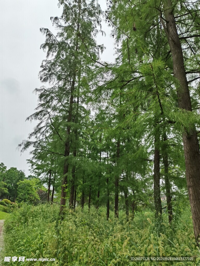 林間綠意盎然的清新景象