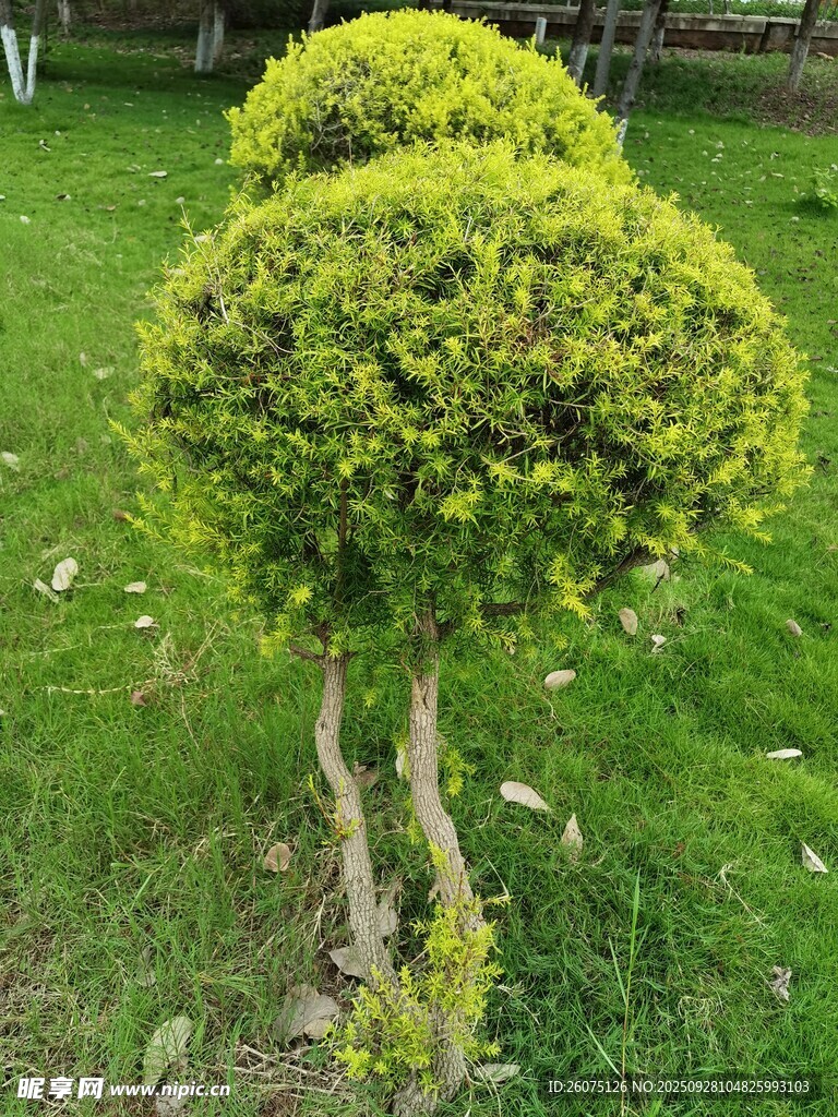 造型別致的雙球形綠植