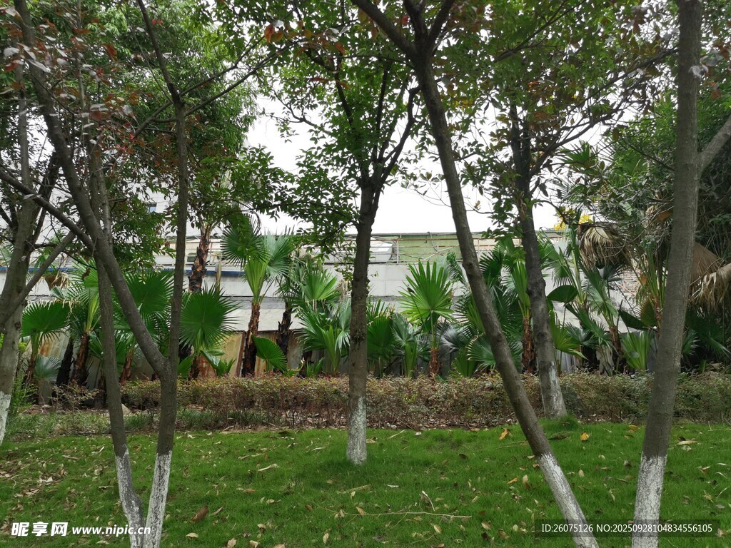 公園中樹木與草地景觀