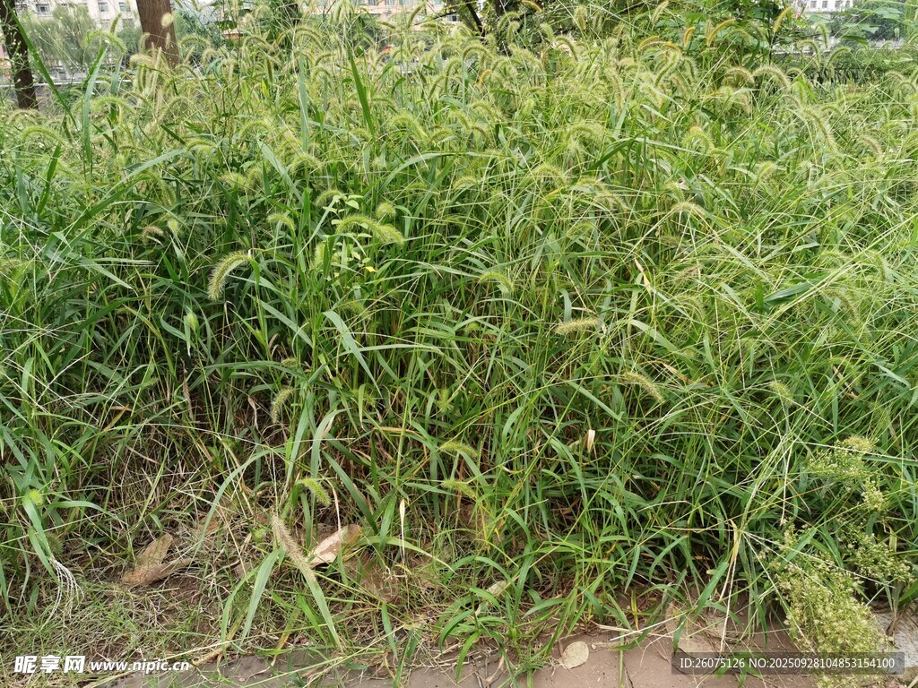野外茂盛的綠色植物