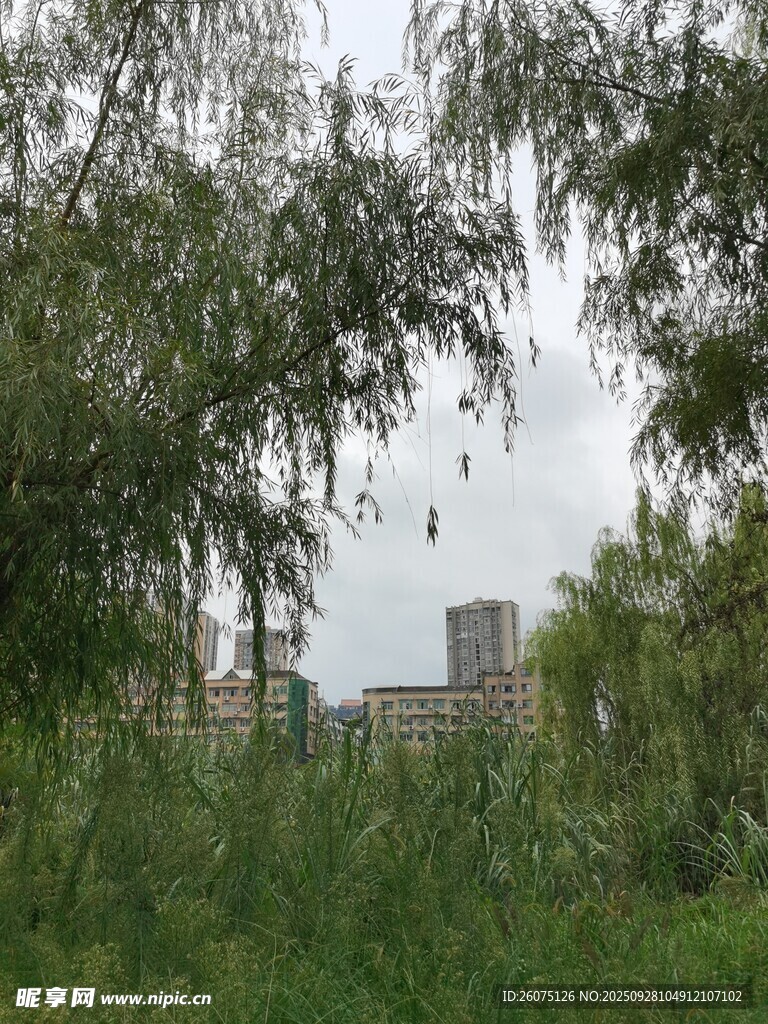 綠樹掩映中的高樓景象