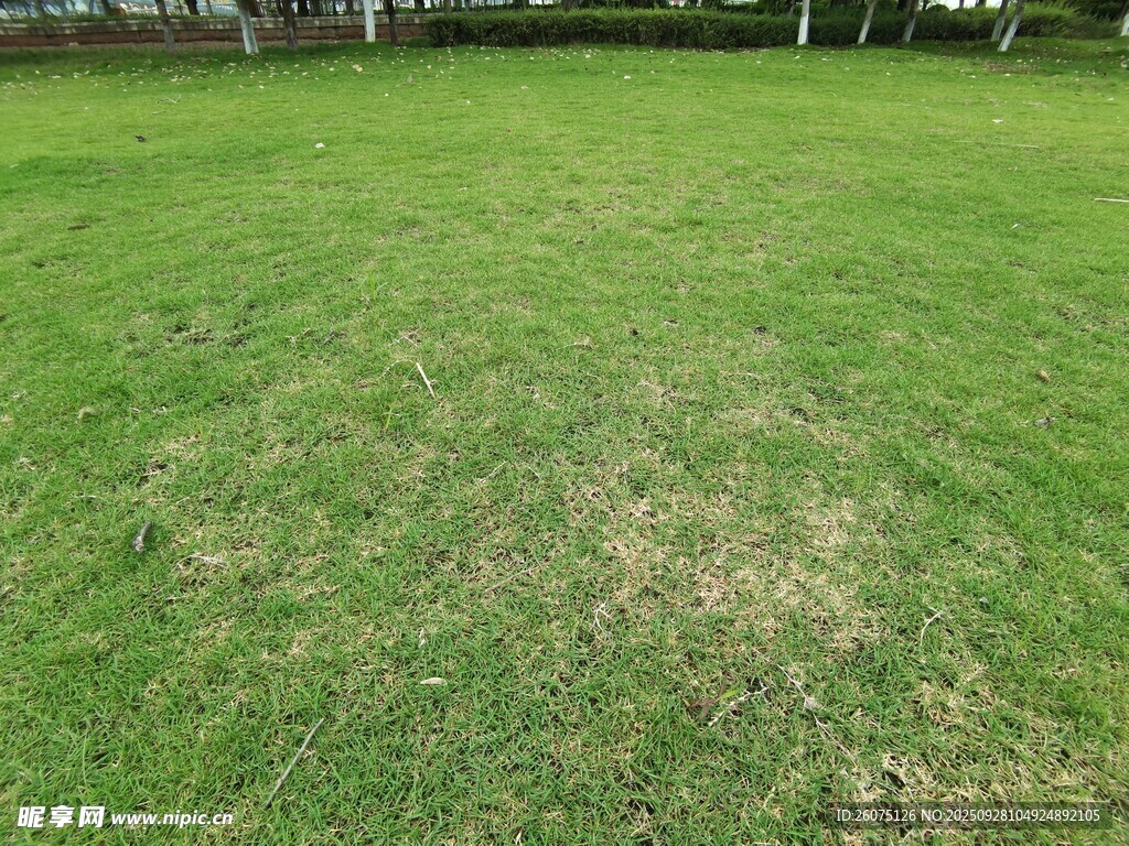 草坪局部枯黃景象