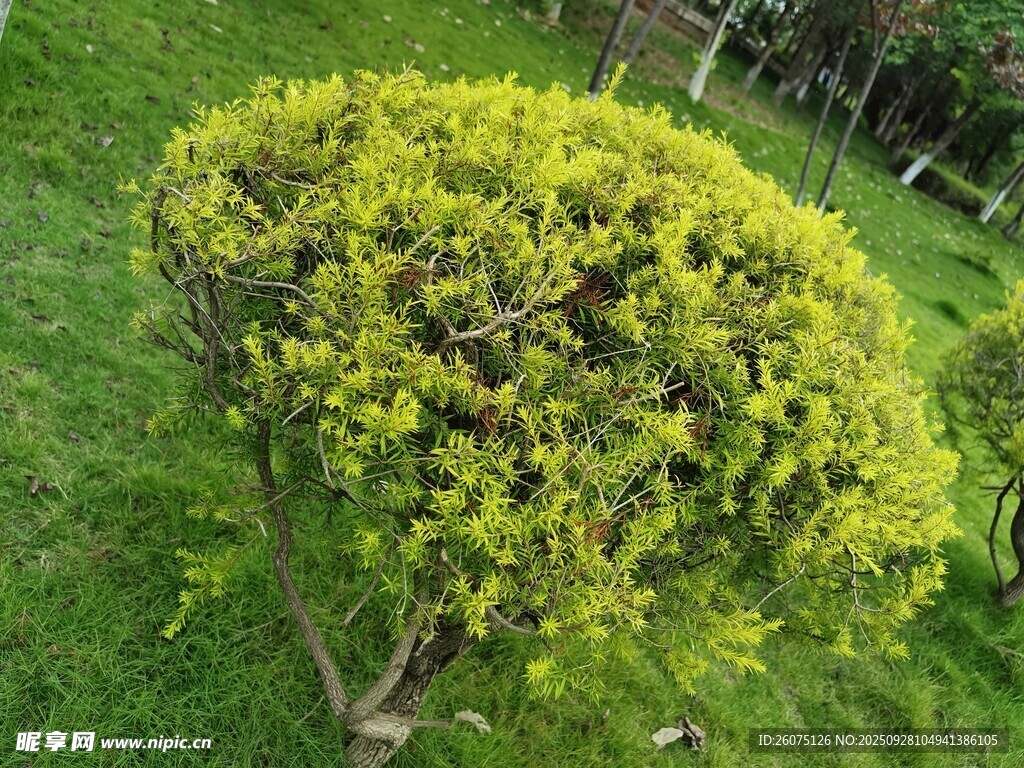 球形綠植點(diǎn)綴翠綠草坪