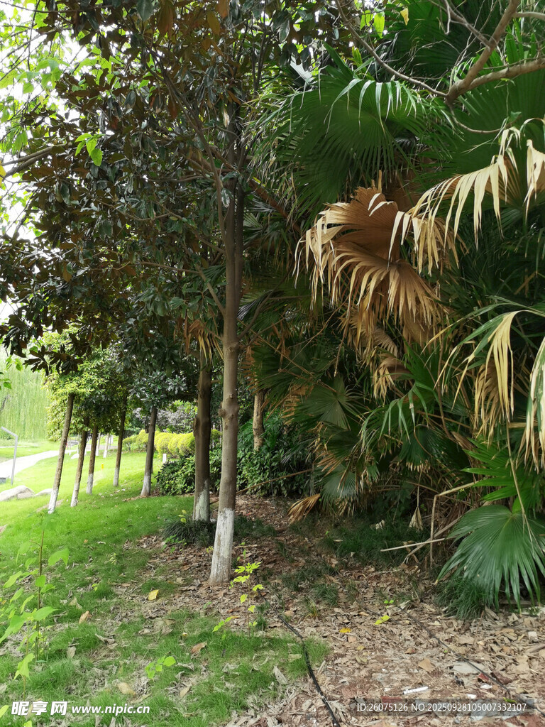 林間綠植景觀