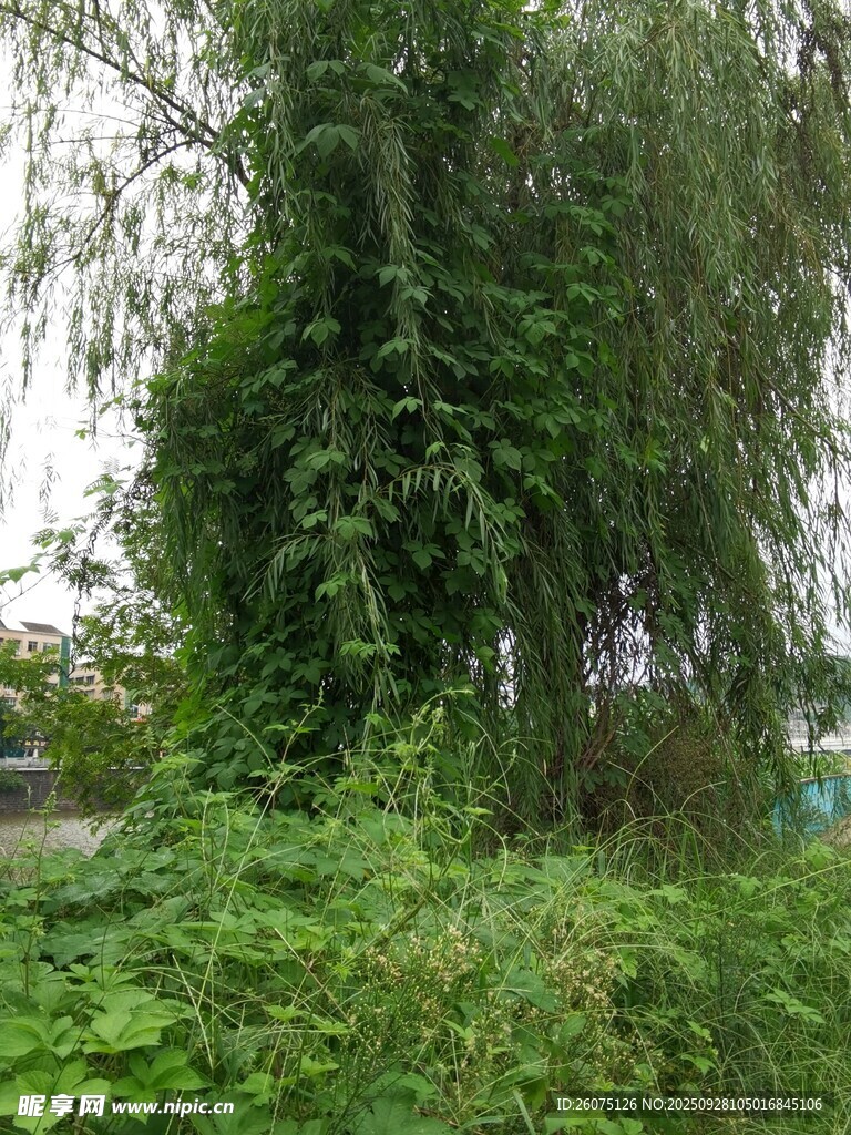 繁茂綠植覆蓋的樹木景觀