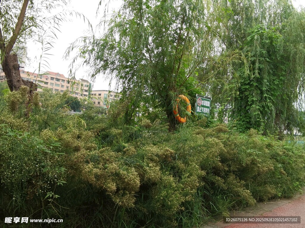 路邊綠意盎然的繁茂灌木叢