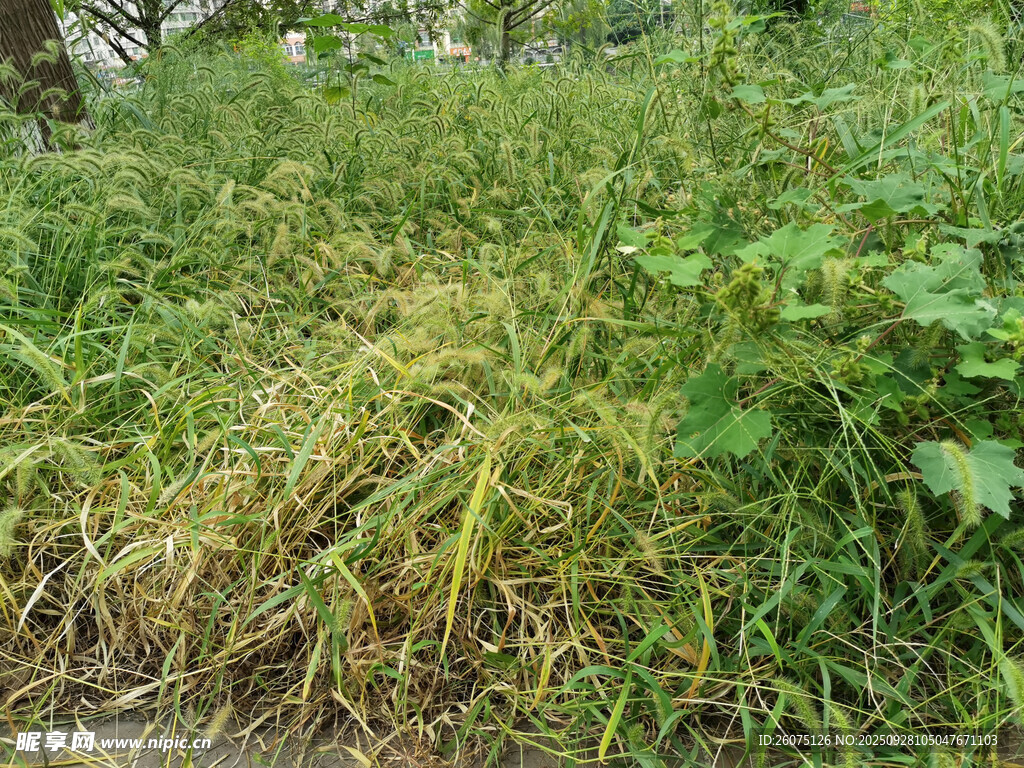 野外繁茂的綠色植物景觀