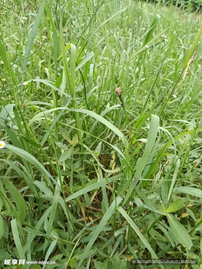 翠綠草地特寫
