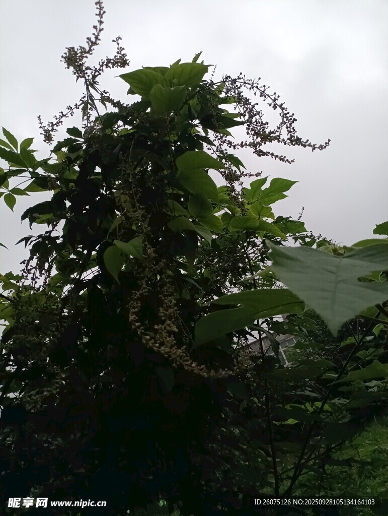 繁茂綠植展現自然生機