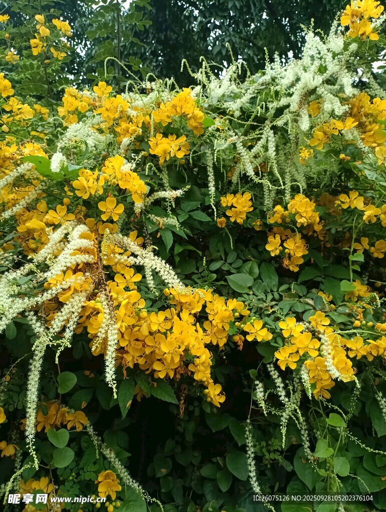金黃花朵與藤蔓植物景觀
