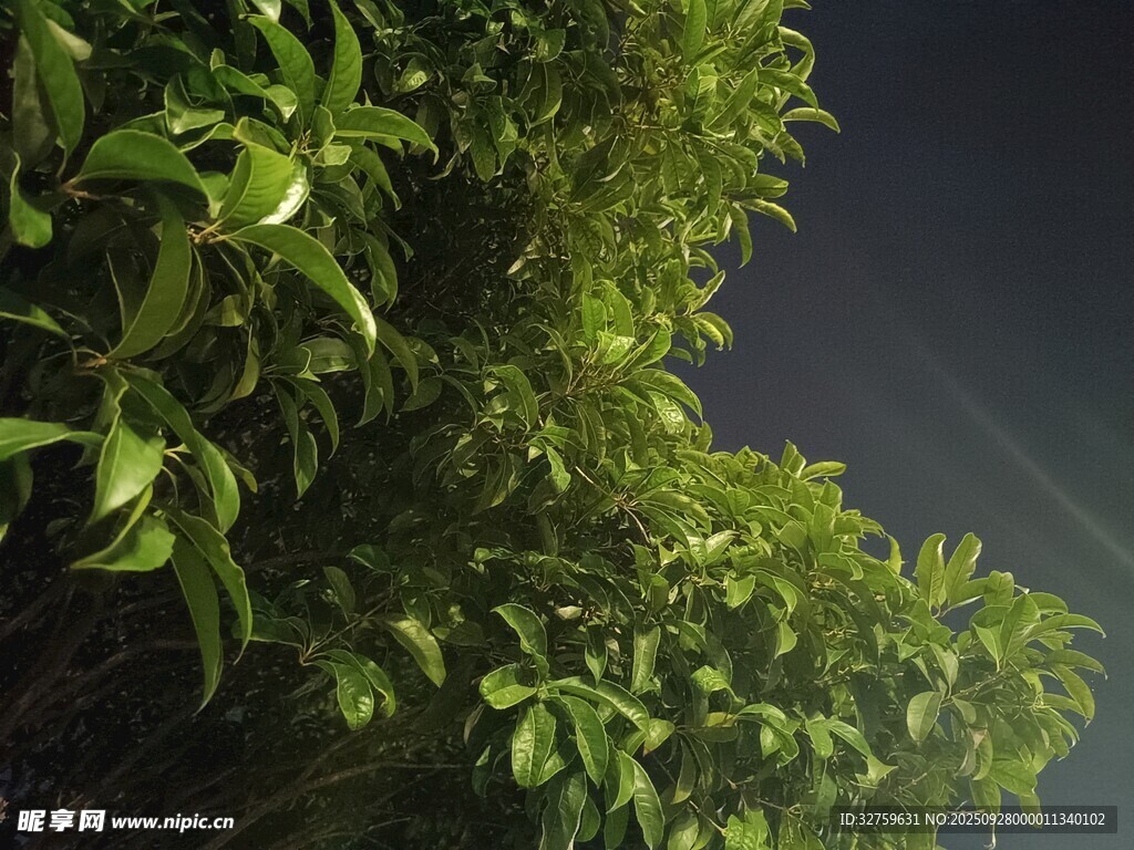 夜晚中的蔥郁綠植