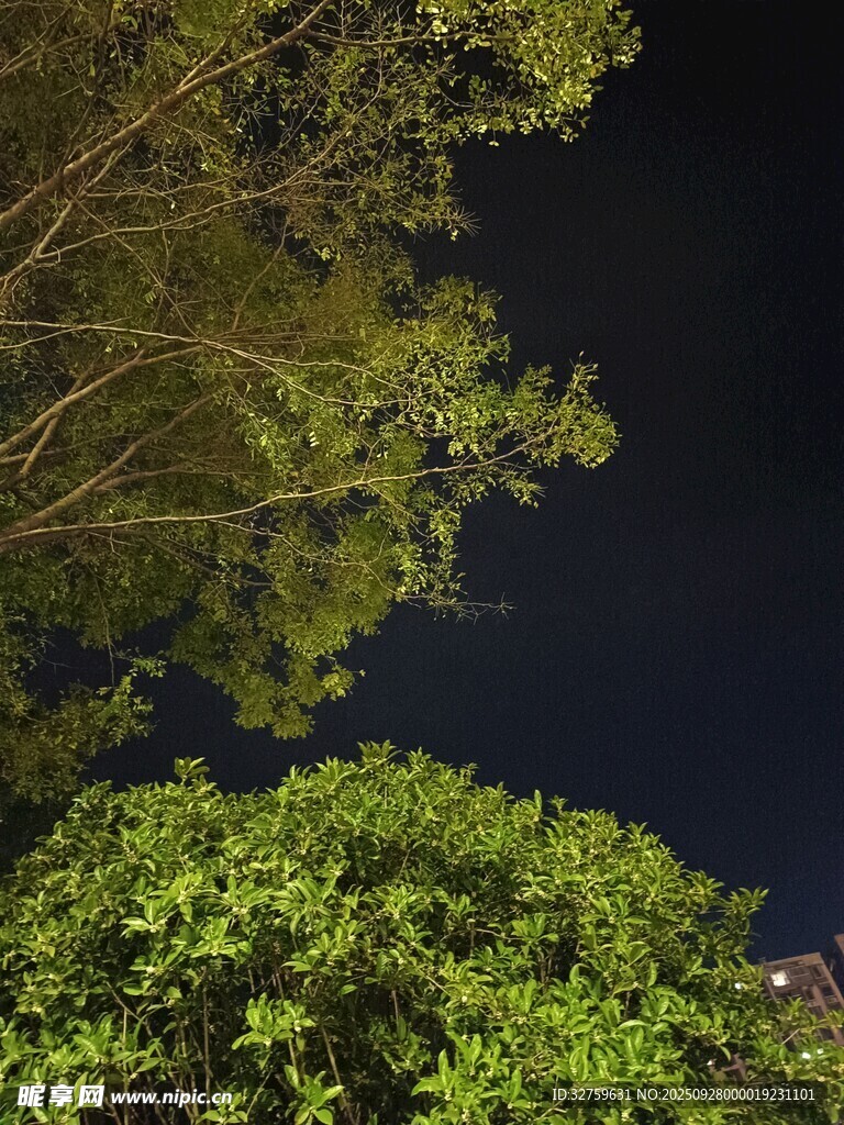 夜晚林間樹梢的靜謐景象