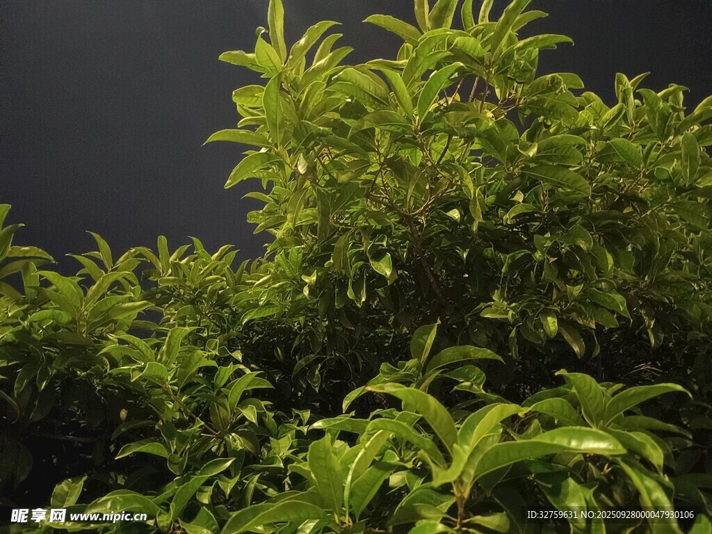 夜間綠植特寫
