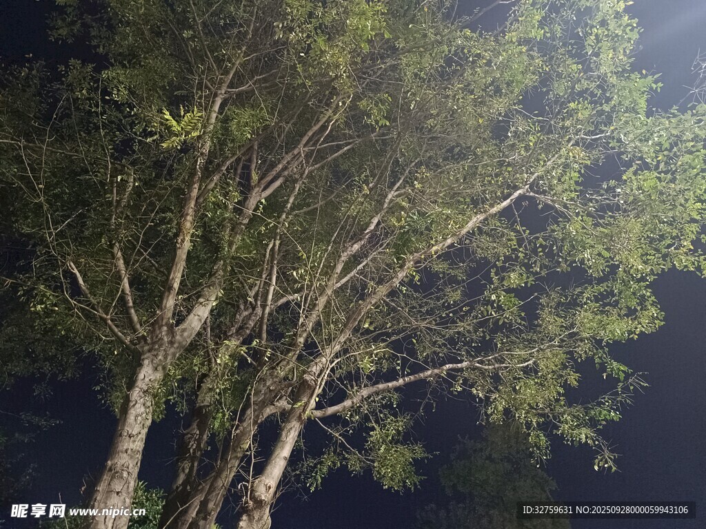 月夜下的樹木剪影