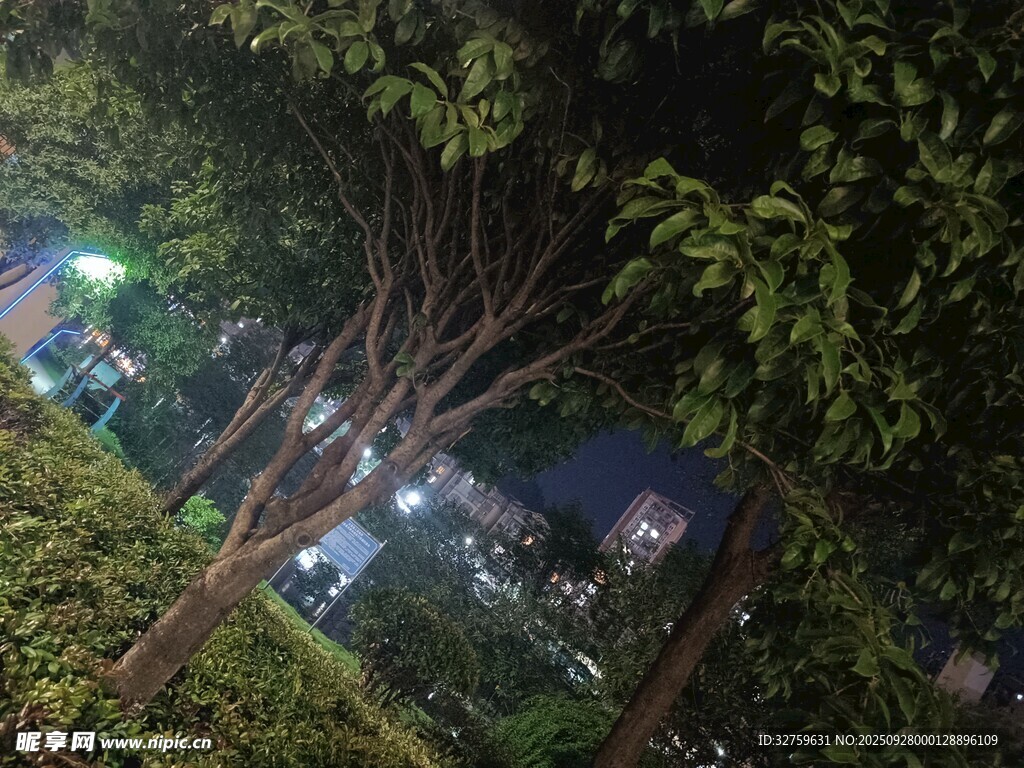 夜晚樹林中的燈光景象
