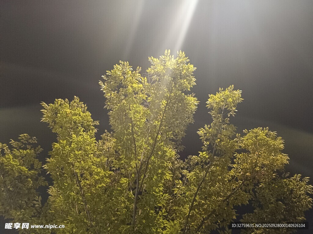 陽光穿透枝葉的生機畫面