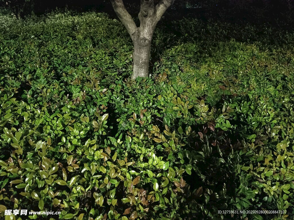 夜幕下的樹與繁茂綠植