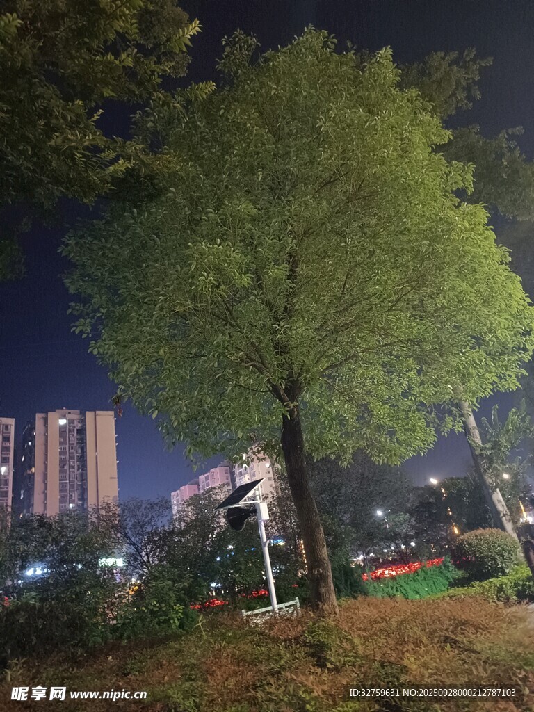 夜晚城市中的蔥郁綠樹