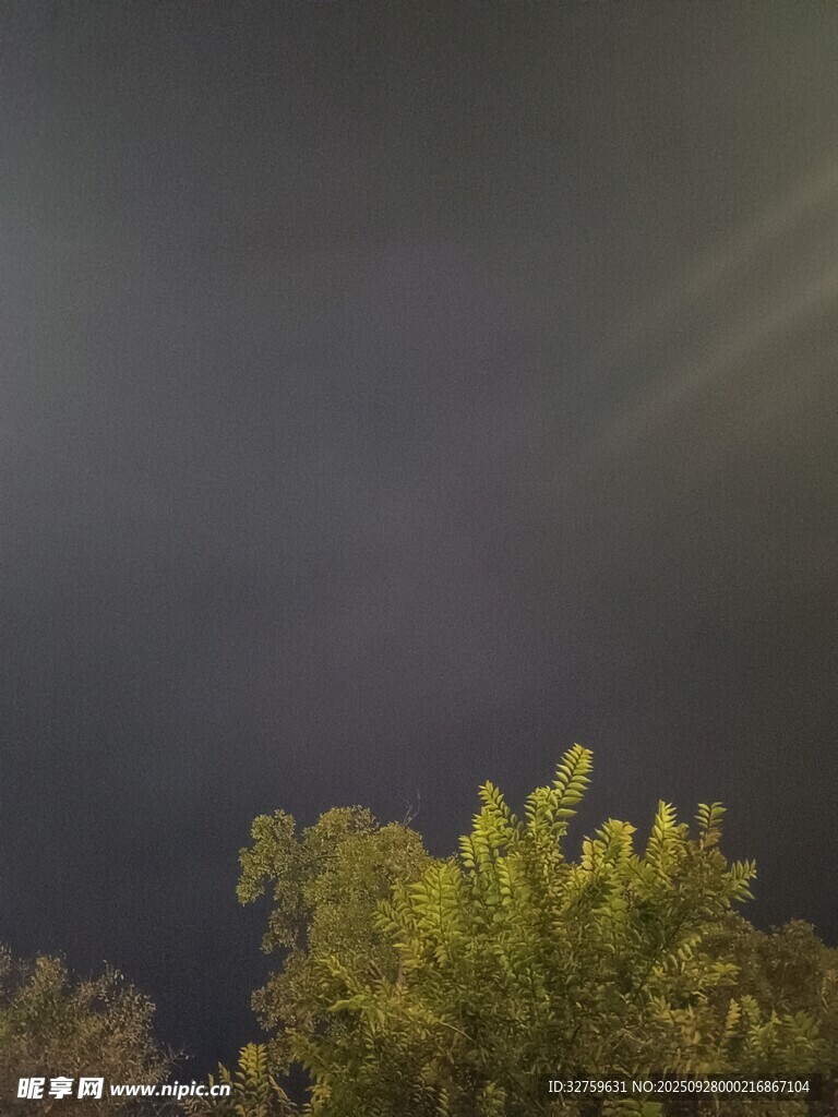 夜空下的綠樹