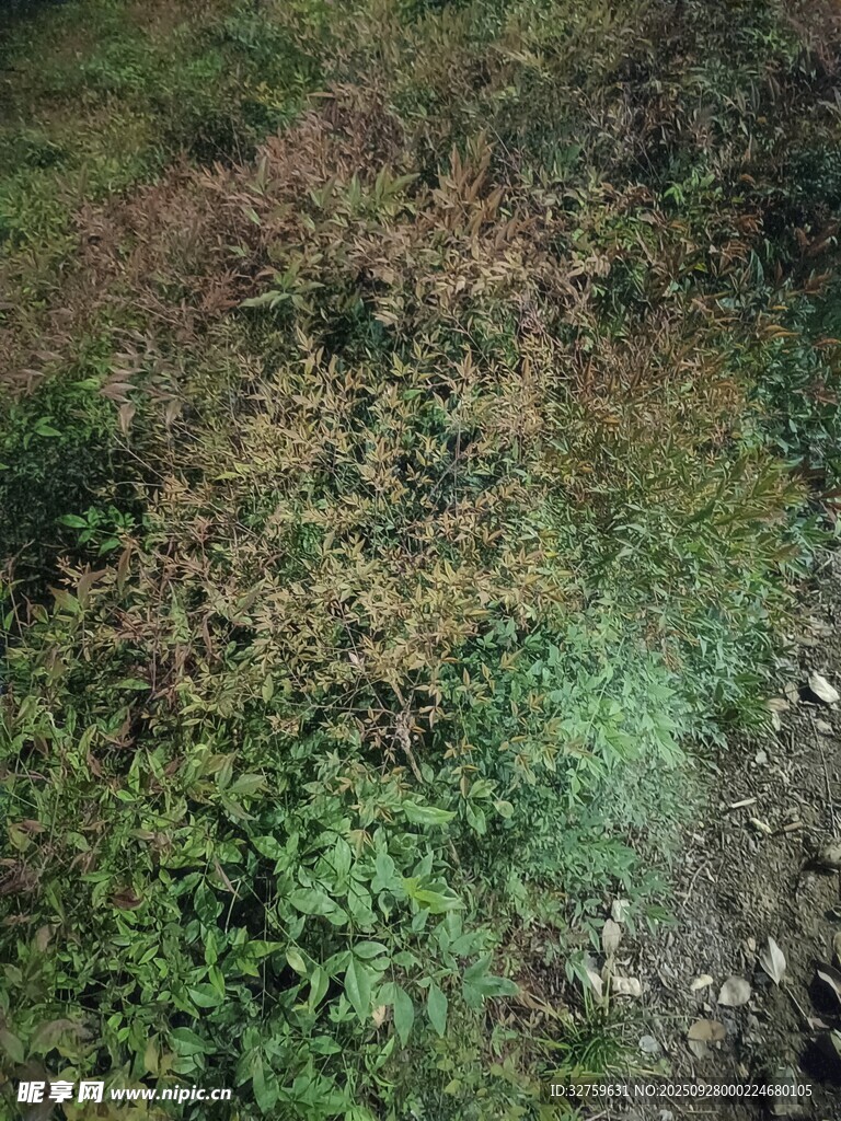 秋日野外多彩植物景觀