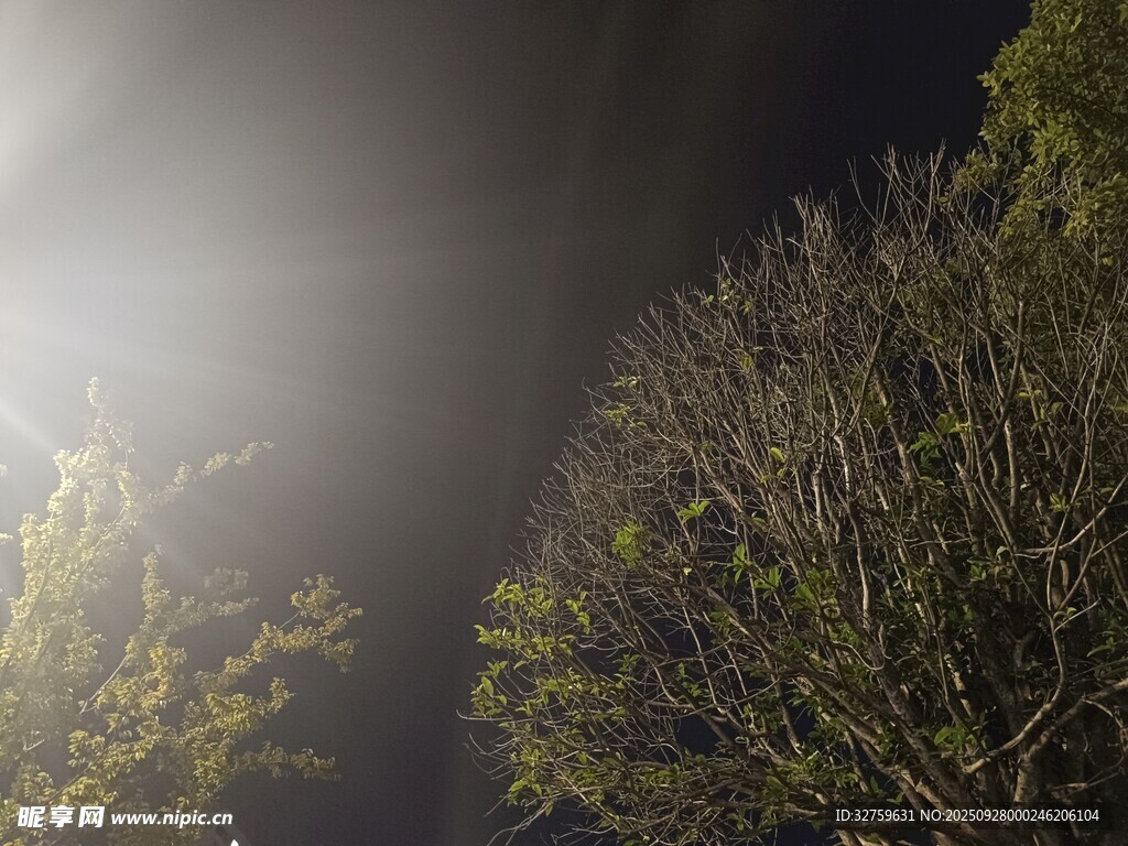 夜中微光下的蔥郁樹木
