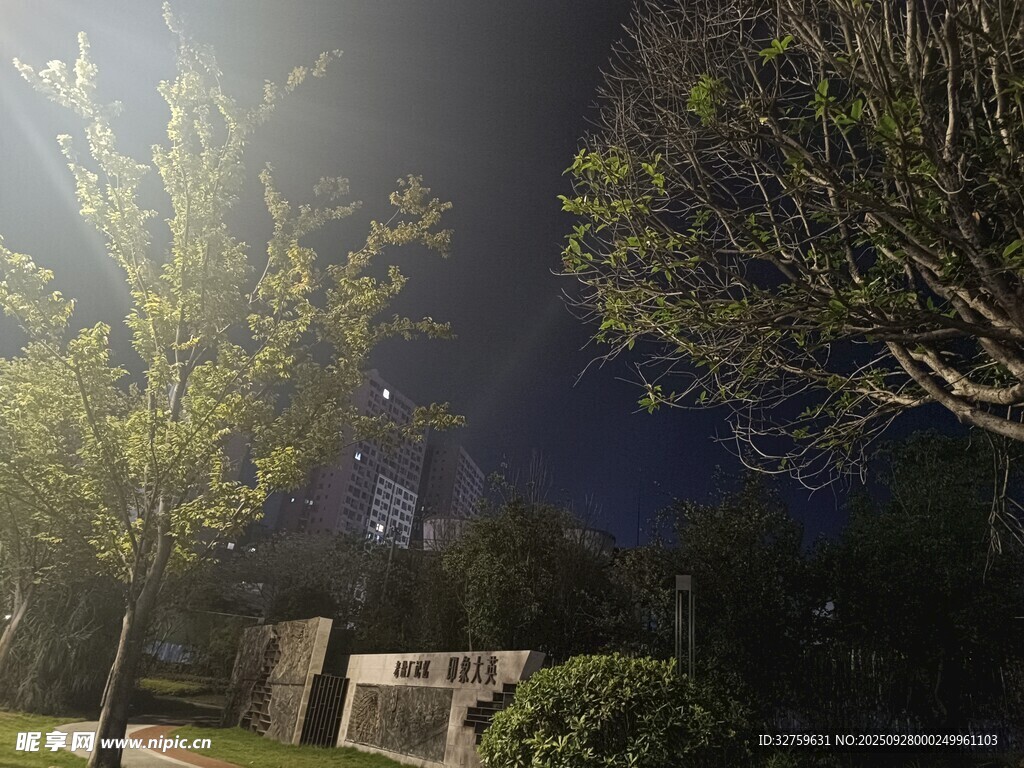 夜晚公園樹木景觀