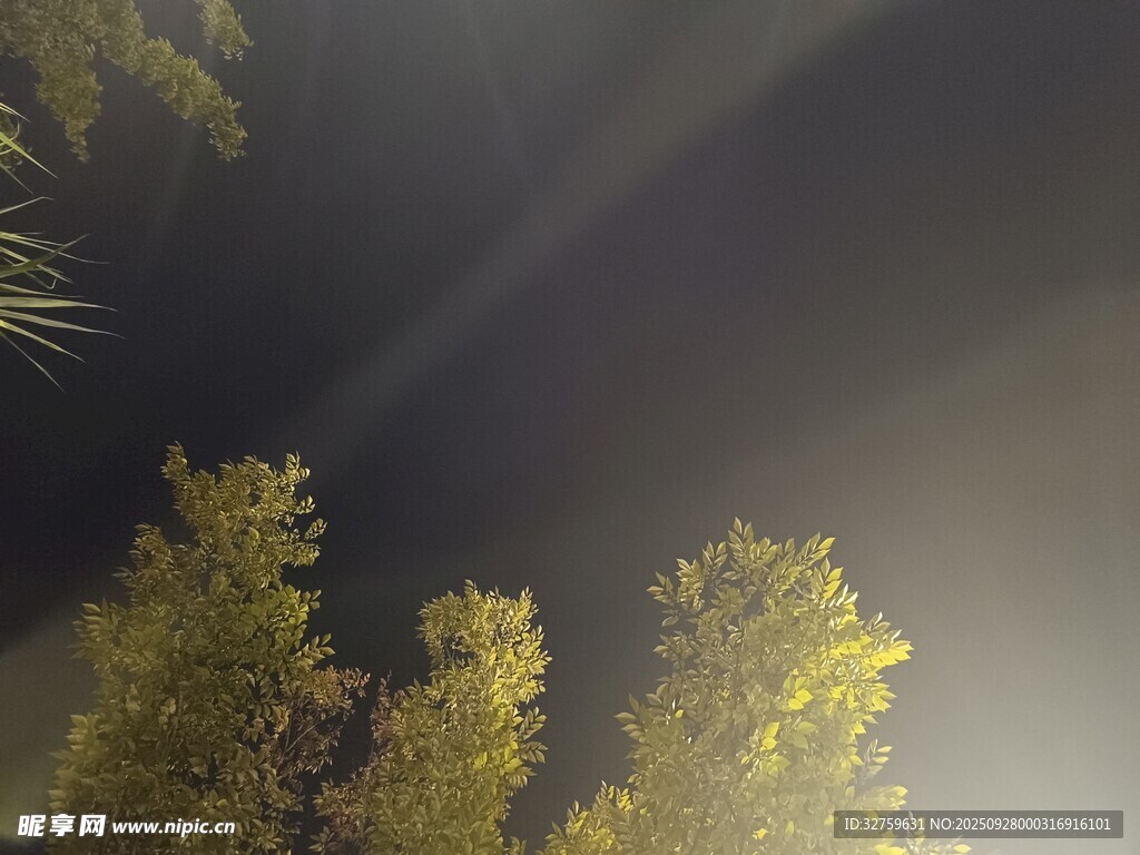 逆光下的樹木美景