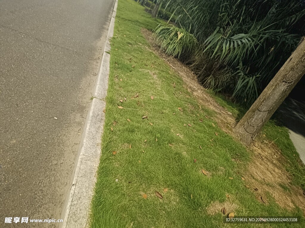 路邊翠綠草坪與綠植