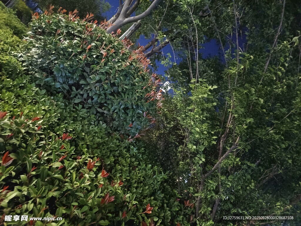 繁茂綠植的自然景致