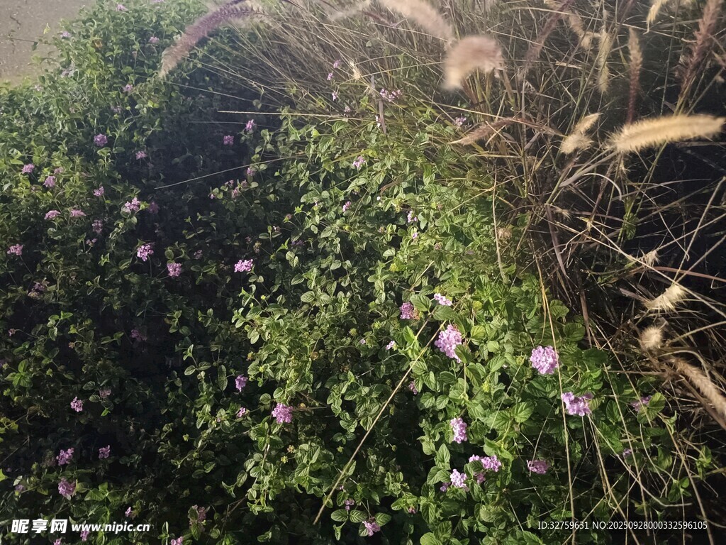 草叢中的紫色小花