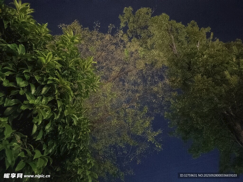 夜幕下的繁茂綠樹