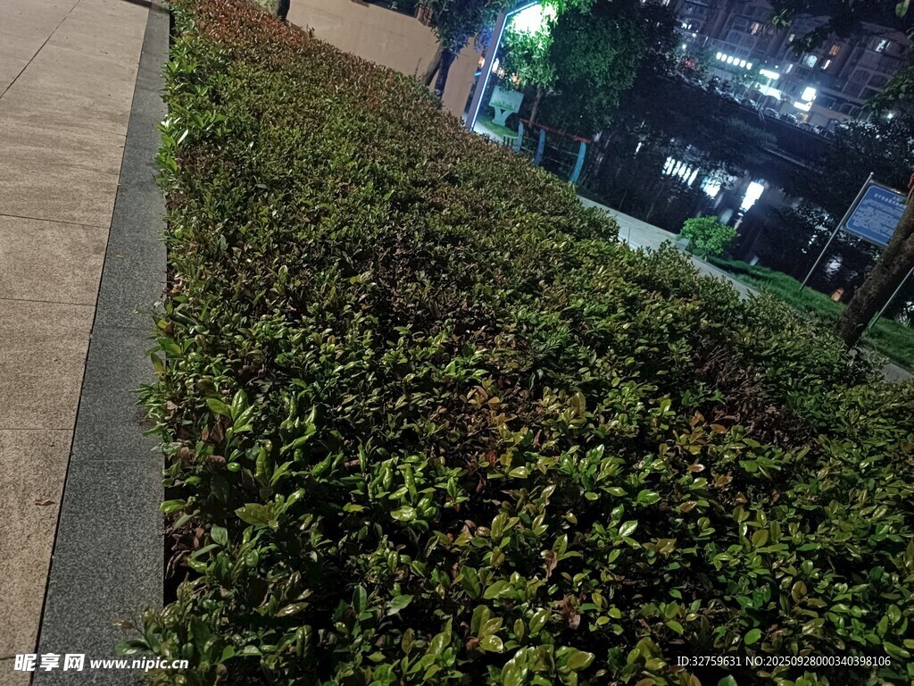 城市路邊的綠植景觀