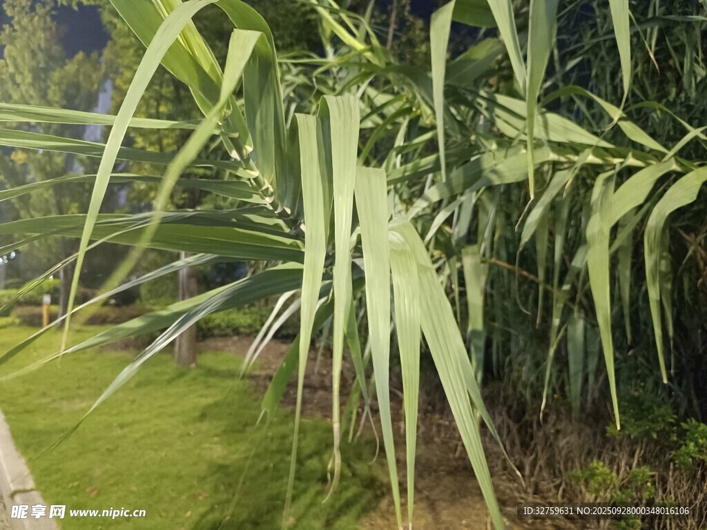 高大挺拔的綠色植物