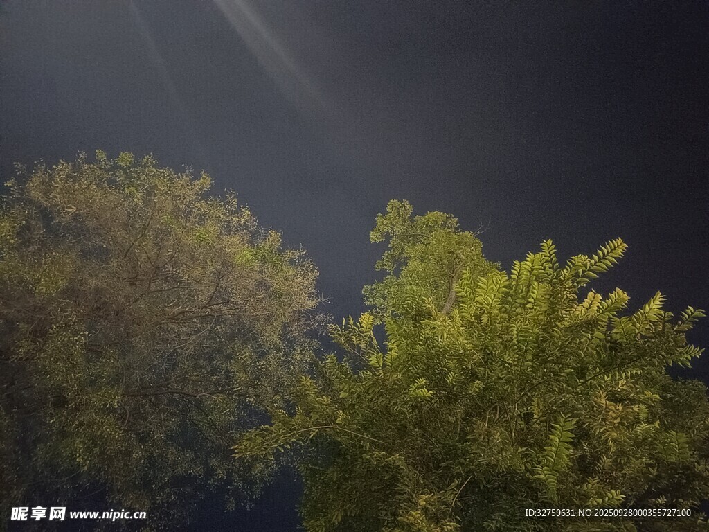 夜空下的兩棵蔥郁樹(shù)木