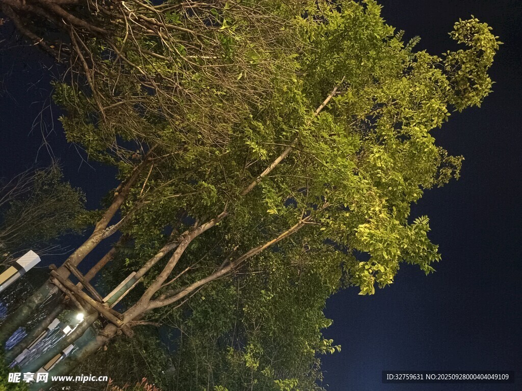 夜晚中的蔥郁樹木