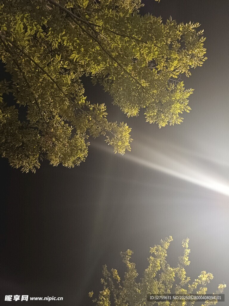 夜晚樹影下的光束景象