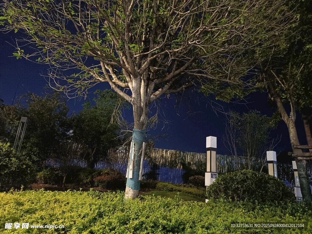 夜晚園林樹木景觀