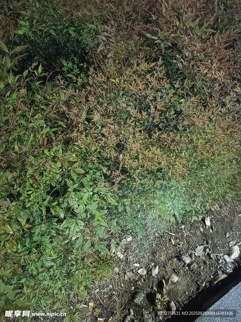 地面的綠色植物景觀