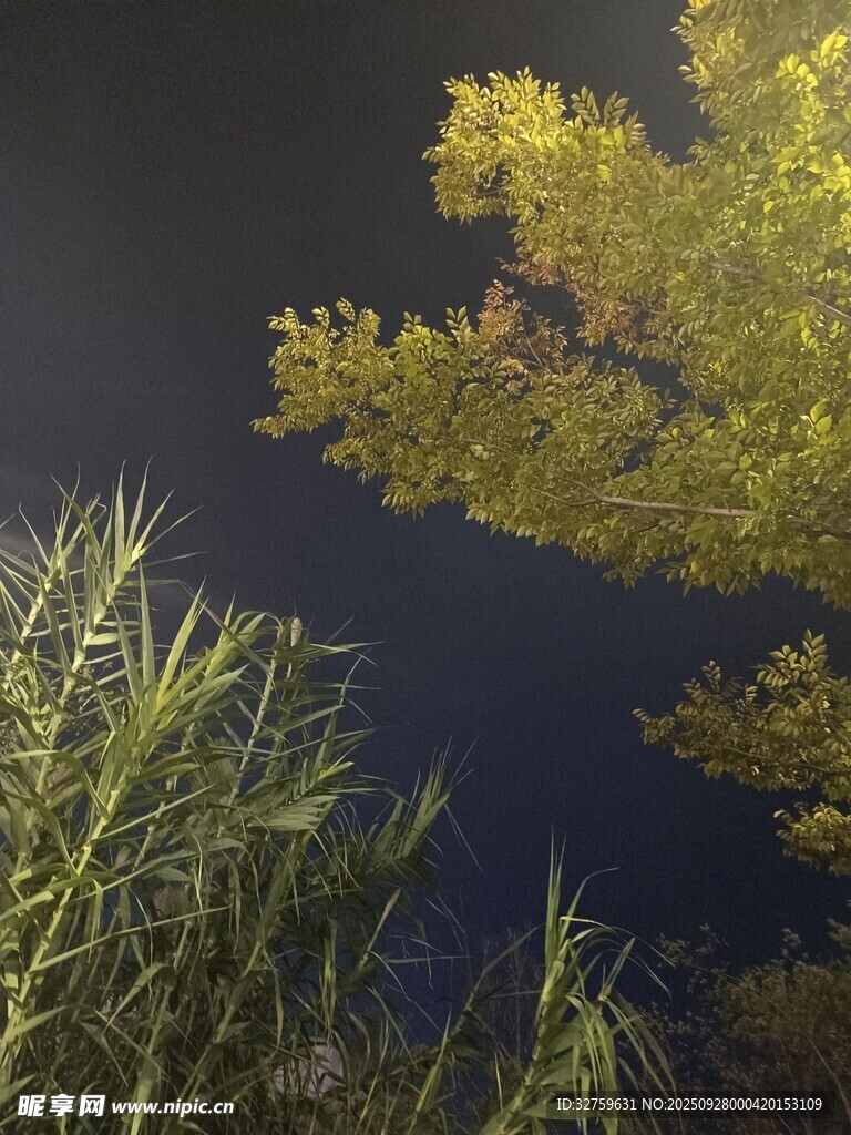 夜幕下的綠植與金黃樹葉