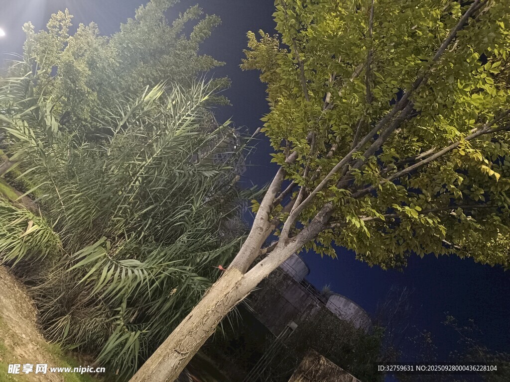 月夜下的挺拔樹(shù)木
