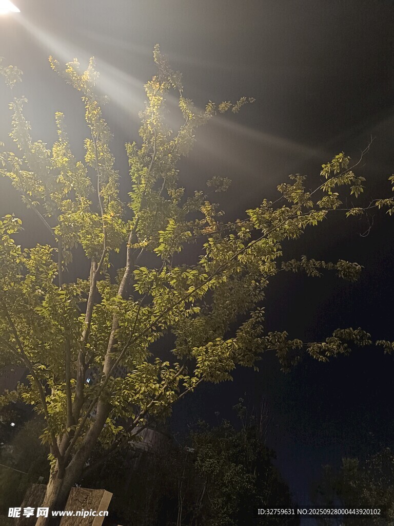 月夜下的樹木枝葉