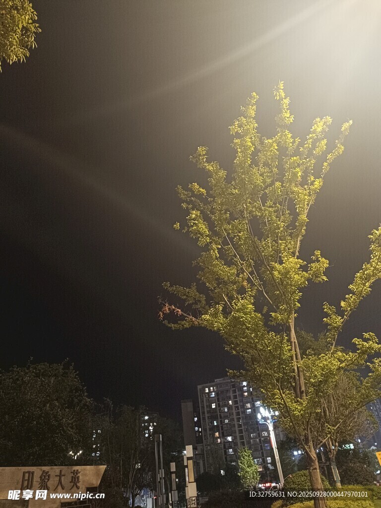 夜晚街邊明亮路燈下的樹