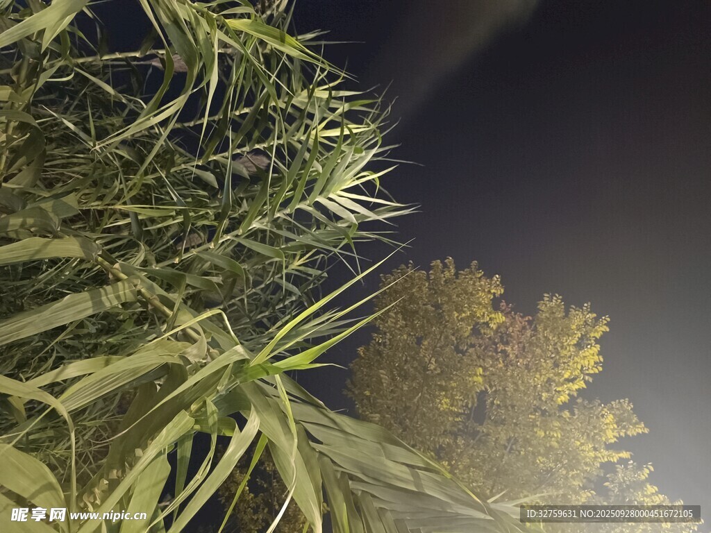 夜間植物景象