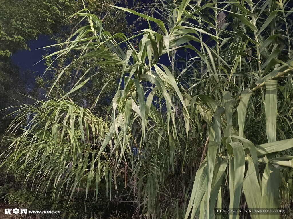 搖曳的蘆葦
