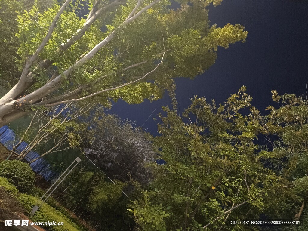 夜晚樹下景致